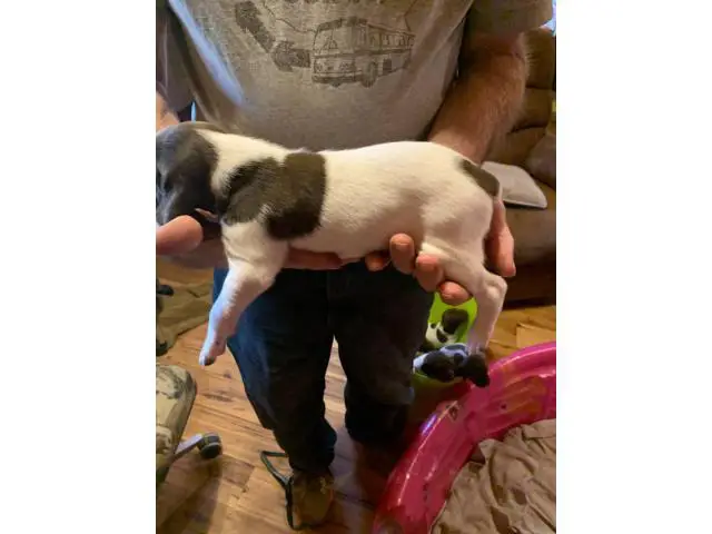 3 AKC German Shorthaired Pointer puppies for sale - 12/12