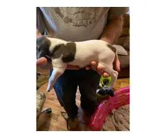 3 AKC German Shorthaired Pointer puppies for sale - 12