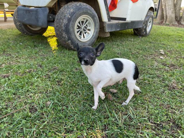 Male deer head Chihuahua puppy in Cincinnati, Ohio