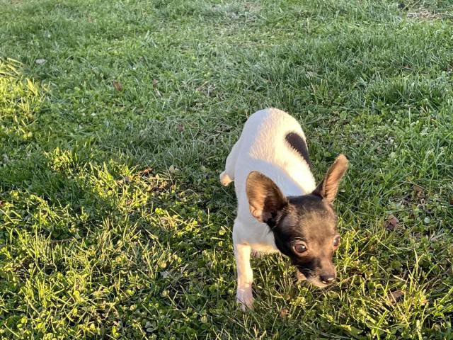 Male deer head Chihuahua puppy in Cincinnati, Ohio