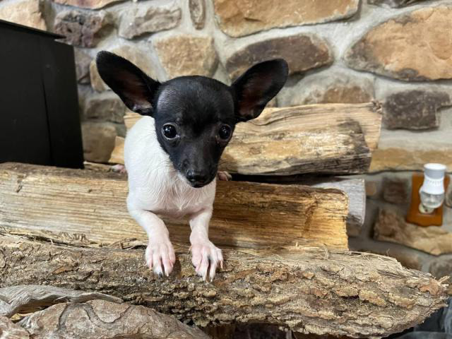 Male deer head Chihuahua puppy in Cincinnati, Ohio