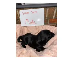 6 Akc standard lab puppies for adoption