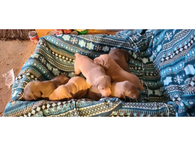 6 Weimaraner Puppies for Sale - 5/9
