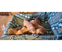 6 Weimaraner Puppies for Sale - 5