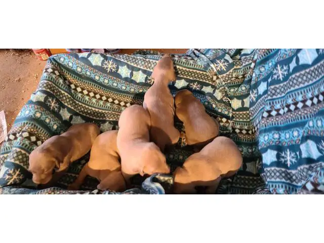 6 Weimaraner Puppies for Sale - 6/9