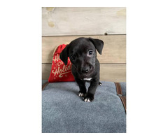 teddy roosevelt terrier near me