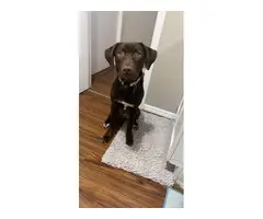 8-month old Chocolate Lab puppy - 7