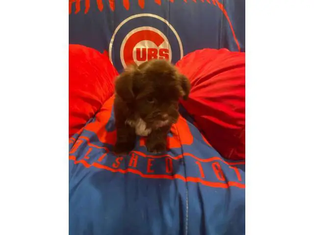 2 Shorkie puppies for sale - 2/4