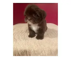 2 Shorkie puppies for sale - 3
