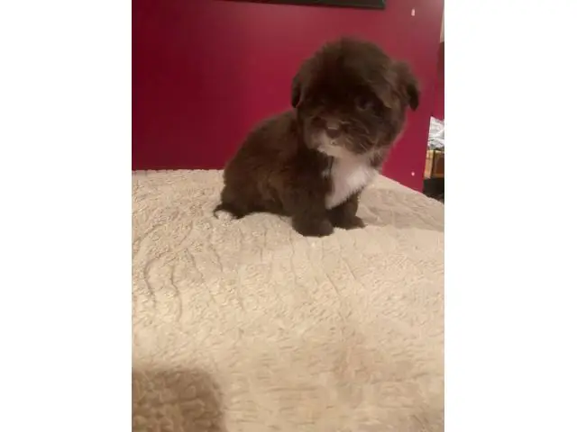2 Shorkie puppies for sale - 4/4