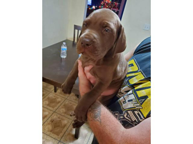 4 AKC great dane puppies in Mansfield, Ohio - Puppies for ...