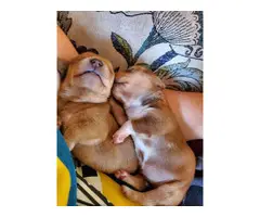 3 Dachshund puppies for adoption
