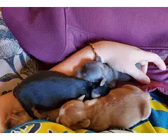 3 Dachshund puppies for adoption