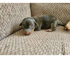 3 Dachshund puppies for adoption