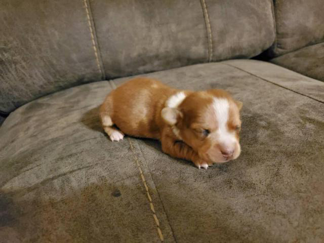 3 Dachshund Puppies For Adoption Siloam Springs Puppies For Sale Near Me