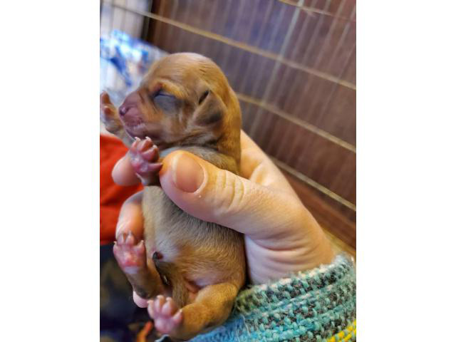 3 Dachshund puppies for adoption in Siloam Springs ...