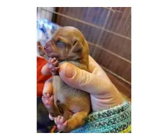 3 Dachshund puppies for adoption