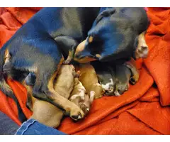 3 Dachshund puppies for adoption