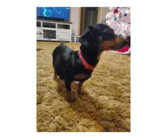 3 Dachshund puppies for adoption