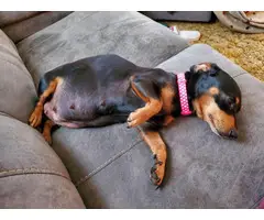 3 Dachshund puppies for adoption