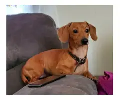 3 Dachshund puppies for adoption