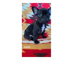 4 Beautiful French bulldog puppies available for new homes