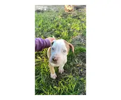 Fullblooded Catahoula Puppies