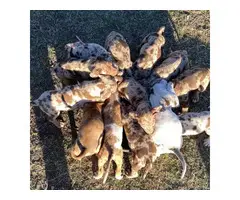 Fullblooded Catahoula Puppies - 2