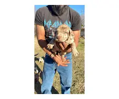 Fullblooded Catahoula Puppies - 3
