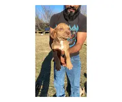 Fullblooded Catahoula Puppies - 4