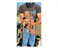 Fullblooded Catahoula Puppies - 5