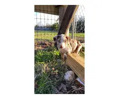 Fullblooded Catahoula Puppies - 8