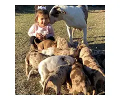 Fullblooded Catahoula Puppies - 10