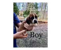 Basset Hound puppies ready for a new home - 1