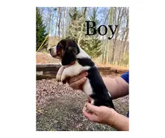 Basset Hound puppies ready for a new home - 2