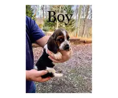 Basset Hound puppies ready for a new home - 4