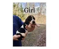 Basset Hound puppies ready for a new home - 5