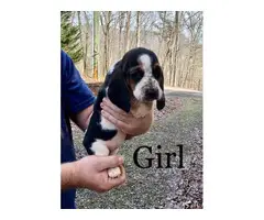 Basset Hound puppies ready for a new home - 7