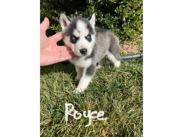 pomsky puppies for sale near me