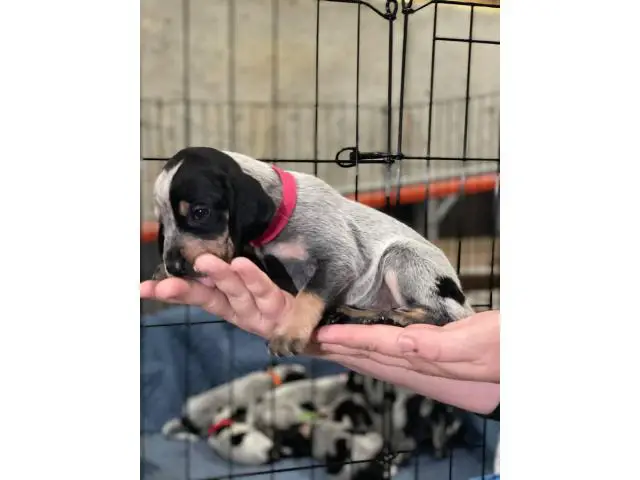 Litter of Purebreed Bluetick coonhound puppies for sale - 1/22