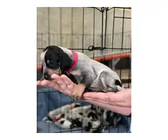 Litter of Purebreed Bluetick coonhound puppies for sale