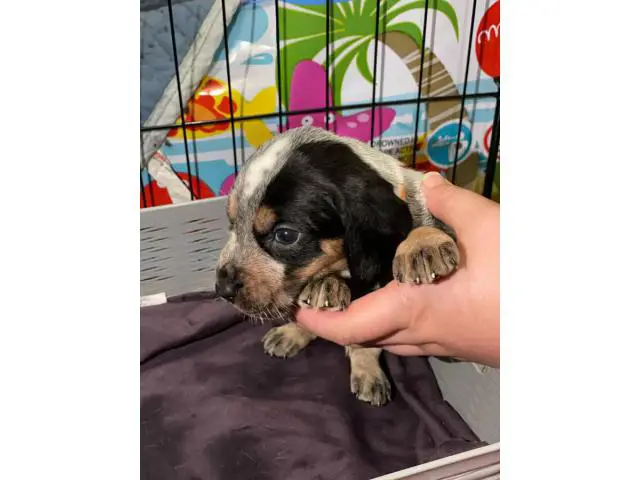 Litter of Purebreed Bluetick coonhound puppies for sale - 2/22