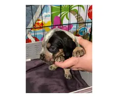 Litter of Purebreed Bluetick coonhound puppies for sale - 2