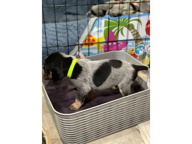 Litter of Purebreed Bluetick coonhound puppies for sale - 4/22