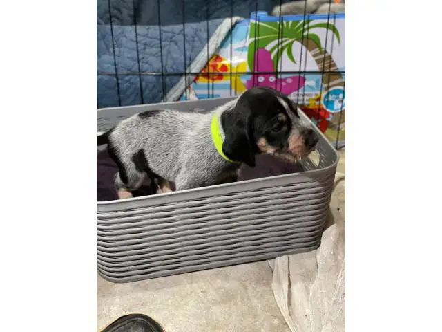 Litter of Purebreed Bluetick coonhound puppies for sale - 5/22
