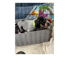 Litter of Purebreed Bluetick coonhound puppies for sale - 5
