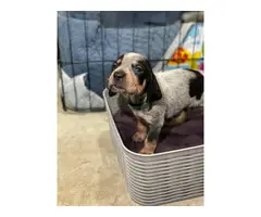 Litter of Purebreed Bluetick coonhound puppies for sale - 6