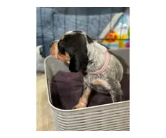 Litter of Purebreed Bluetick coonhound puppies for sale - 7