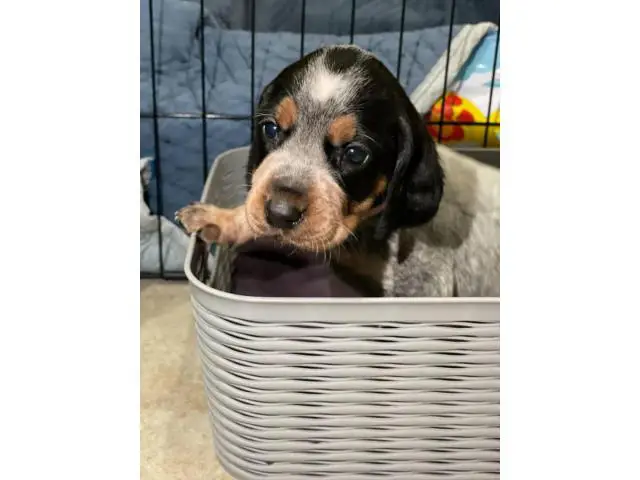 Litter of Purebreed Bluetick coonhound puppies for sale - 8/22