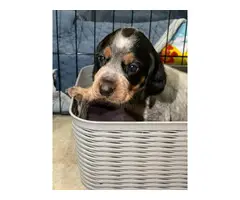 Litter of Purebreed Bluetick coonhound puppies for sale - 8